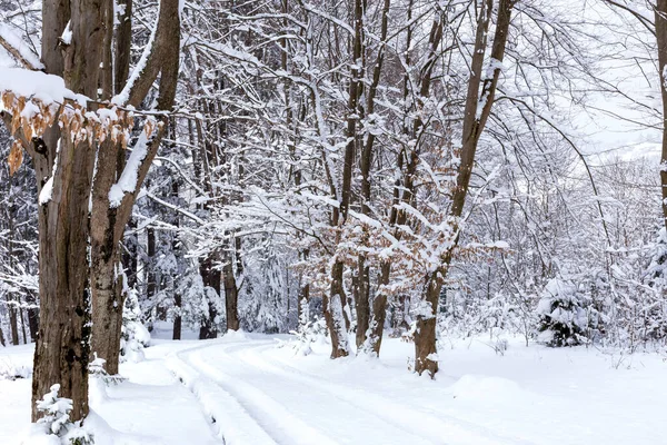 Winter Schneefall Winterlich Verschneite Wellige Straße Den Bergen Wald — Stockfoto