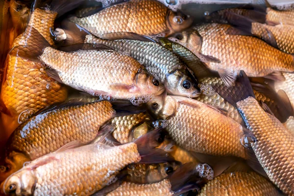 stock image A lot of freshly caught crucian carp fish. Fishing. Trade, market, business. Close-up