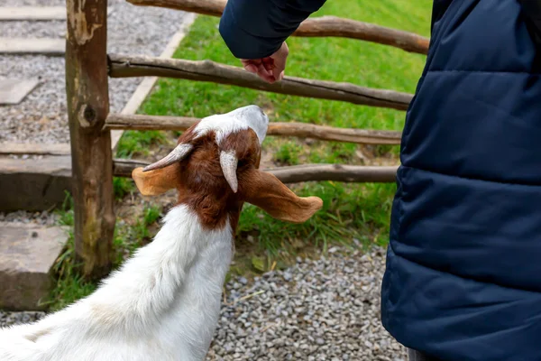 Man Feeds Horned Eared Goat Hand Interaction People Animals — Stock Photo, Image