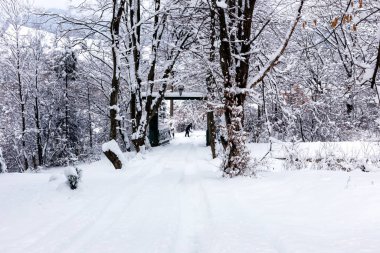 Dağlardaki yol ağaçların arasında karla kaplıdır. Uzak bir adam bir kürekle karı temizliyor. Karpatların dağları. Kış seyahatleri