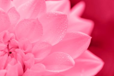 Yakın planda damlaları olan taze morumsu yıldız yaprakları. Tasarımın için harika bir geçmiş. Seçici odaklanma. 2023 Yılı Rengi