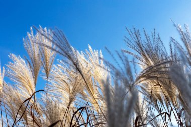 Mavi gökyüzüne karşı güneş ışığında mikantus sandıkları. Kopya alanı olan bir arkaplan. Seçici odak
