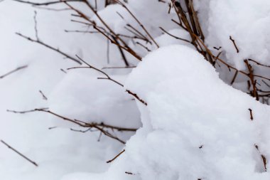 Kış. Kalın bir kar tabakasının altındaki dallar. Kış yürüyüşleri