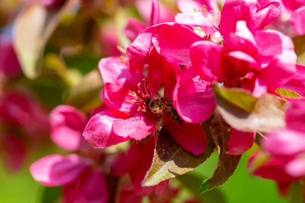 Spring. Bee pollinates red flowers of apple tree. Red and green spring background. Defocus, selective focus, blur