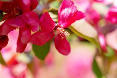 Bahar. Güneş ışığında elma ağacının pembe çiçekleri. Yumuşak bir bahar arkaplanı. Odaklan, odaklan, bulanık