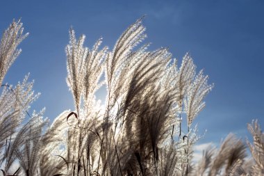 Yumuşak tüylü Mikantus, rüzgarla savruldu, güneşe karşı mavi gökyüzü. Doğal arka plan. Seçici odak