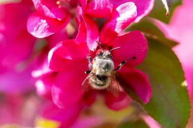 Spring. A small bee pollinates a pink flower by holding onto it with its paws. Apple trees in bloom. Defocus, selective focus, blur