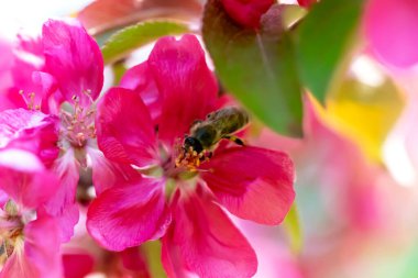 Spring. Close-up of a bee pollinating a pink flower. Apple trees in bloom. Defocus, selective focus, blur