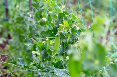 A row of young flowering peas on stalks growing in the vegetable garden. New harvest. Summer. Taste and benefits. Selective focus, defocus