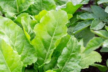Green fresh large wet beet leaves grow in the vegetable garden. New harvest. Summer
