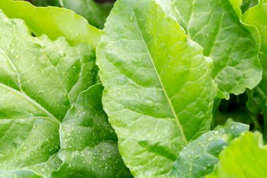 Large wet fresh beet leaves grow in the vegetable garden close up. New harvest. Summer