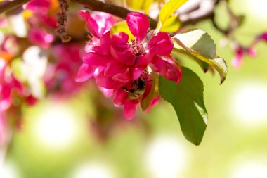 Spring. Bee pollinates flowers on a tree. Apple trees in bloom. Glare. Gentle spring background. Defocus, selective focus, blur