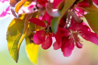 Spring. Delicate spring background of pink flowers and green leaves. Defocus, selective focus, blur