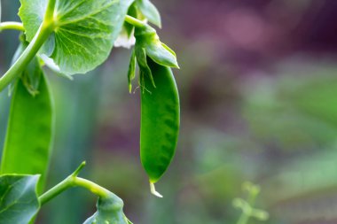 Young green peas growing on a bush close-up. New harvest. Summer. Taste and benefits. Selective focus, defocus