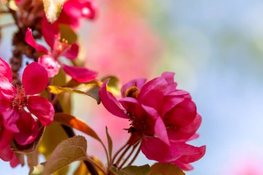Spring. A branch with pink flowers against the sky. Apple trees in bloom. Defocus, selective focus, blur