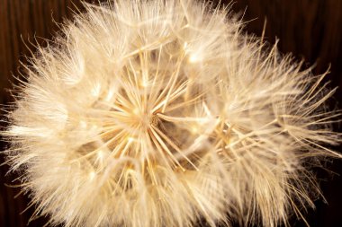 Ball of dry dandelion with seeds on brown wooden background. The concept of life and old age