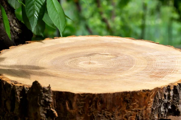 Güneş ışığında, ağaçların altında yeşil yapraklarla odun kesmek için yuvarlak güverte. Ürünler için podyum. Kış için hazırlık. Doğal kaynaklar. Ürününün reklamını yap. - Evet. Yakın plan.