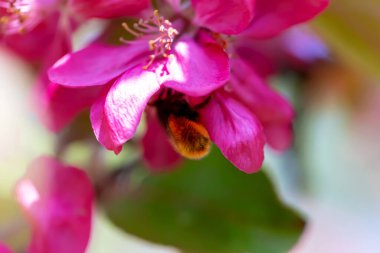 Spring. Delicate background of spring flowers with insect. Apple trees in bloom. Defocus, selective focus, blur