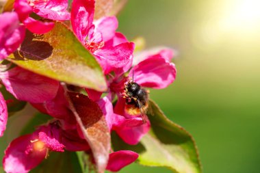 Spring. Insect collects nectar from pink flowers in sunlight. Apple trees in bloom. Defocus, selective focus, blur