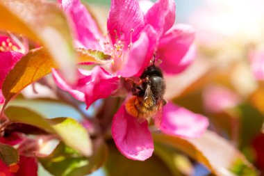 Spring is in full swing. A bee collects nectar from pink flowers in sunlight. Apple trees in bloom. Defocus, selective focus, blur