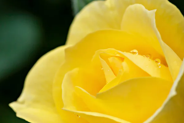 Yellow Fresh Beautiful Rose Drops Water Rain Dew — Stockfoto
