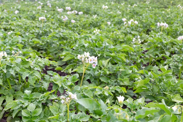 若い開花ジャガイモのフィールド ジャガイモの花と葉 新しい収穫だ 地元で栽培 選択的フォーカス フォーカス解除 — ストック写真