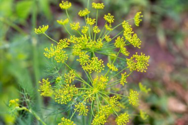 Sebze bahçesinde yetişen dereotunun enfeksiyonları. Anethum graveolens. Yeni hasat. Yaz. Buralı bir yetişkin. Seçici odak