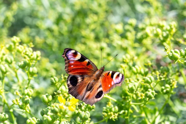 stock image Colorful beautiful butterfly Peacock sits on a flower with spreading wings. Yellow-green summer sunny background with copy space