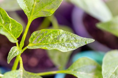 Yakından ışıklandırma altındaki çömleklere taze su damlaları damlatıyor. Genç yeşil filiz. Yeni hasat. Buralı bir yetişkin. Seçici odak