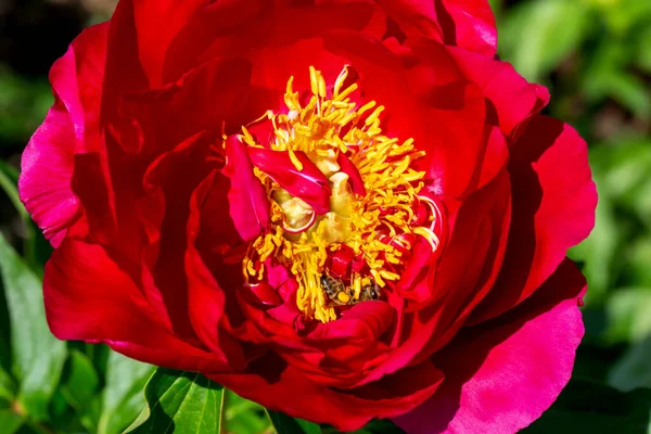 Velký Rozkvetlý Červený Pivoňka Včelkou Pozadí Zelených Listů Krása Přírodě — Stock fotografie