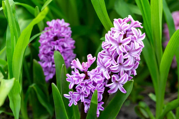 Fialový Hyacinth Mezi Zelenou Trávou Pohlednice Den Matek Den Žen — Stock fotografie