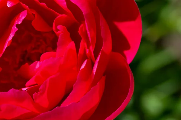 Nahaufnahme Von Roten Pfingstrosenblütenblättern Auf Dem Hintergrund Grüner Blätter Schönheit — Stockfoto
