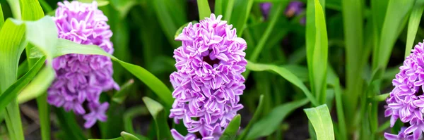 Fialový Hyacinth Mezi Zelenou Trávou Pohlednice Den Matek Den Žen — Stock fotografie