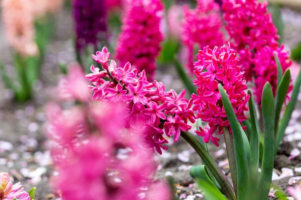 Záhonu Kvete Růžová Hyacinta Jaro Nebo Léto Bokeh Pestrobarevných Květin — Stock fotografie