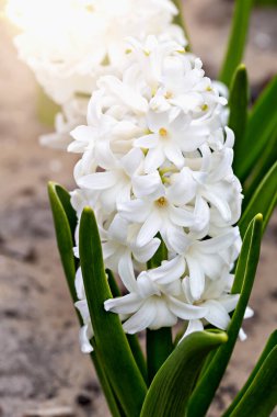 Çiçek tarhında büyüyen beyaz, güzel bir sümbül. Dikey