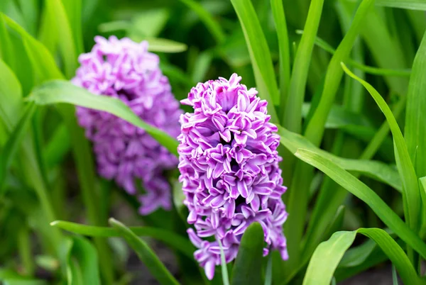 Purple hyacinth grows among green grass. Postcard to Mother\'s Day, Women\'s Day or March 8, Easter, Valentine\'s Day, wedding or birthday