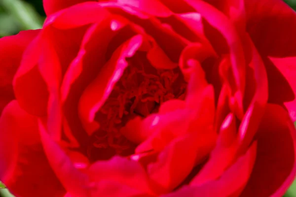 Kvetoucí Červený Pivoňka Zblízka Krása Přírodě Návrhové Nápady Paeonia Selektivní — Stock fotografie