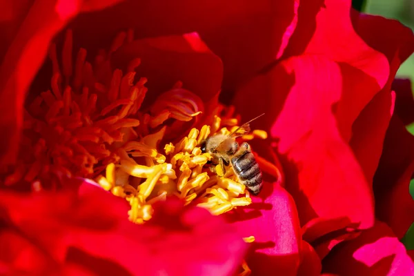 stock image Bee pollinates a large blooming red peony. Beauty in nature. Design ideas. Paeonia. Selective focus, defocus