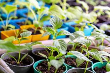 Saksılara tatlı biber tohumları serpiştirilmiş. Genç yeşil filiz. Yeni hasat. Buralı bir yetişkin. Seçmeli odak, ayrışma