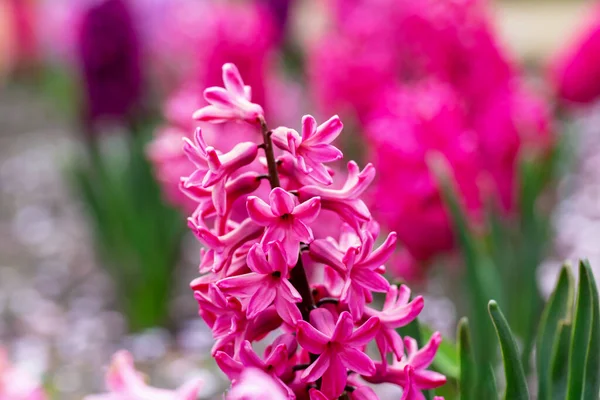 Růžová Hyacinth Záhonu Zblízka Jaro Nebo Léto Bokeh Pestrobarevných Květin — Stock fotografie
