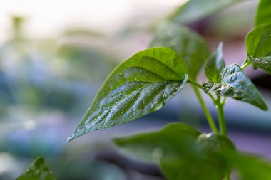 Su damlacıklı taze yeşil biber yaprakları. Filizler fışkırıyor. Yeni hasat. Buralı bir yetişkin. Seçmeli odak, ayrışma