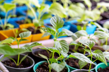 Tencerelere yakın plan tatlı biber tohumları serpiştirilmiş. Genç yeşil filiz. Yeni hasat. Buralı bir yetişkin. Seçmeli odak, ayrışma