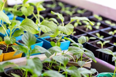 Tohumlar pencerenin yanındaki çömleklerde yetişir. Genç yeşil filiz. Yeni hasat. Buralı bir yetişkin. Seçmeli odak, ayrışma
