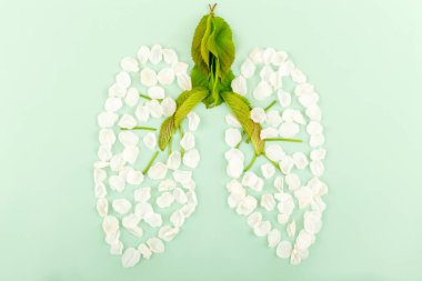 Beyaz çiçek yapraklarından yapılmış akciğerler ve açık yeşil arka planda genç yeşil yapraklar. Sağlık, ilaç, tedavi, sağlıklı yaşam tarzı kavramı
