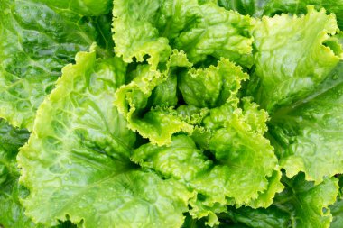 Yağmurdan sonra damlalar halinde taze yeşil marul çalıları. Yeni hasat. Yararlı sebzeler. Sağlık, vejetaryen yiyecekler. Buralı bir yetişkin. Seçici odaklanma, dikkati dağıt. Üst görünüm