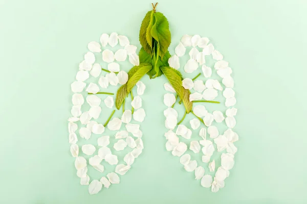 Płuca Wykonane Białych Płatków Kwiatów Młodych Zielonych Liści Jasnozielonym Tle — Zdjęcie stockowe