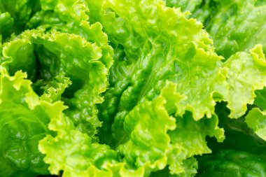 Taze taze yeşil marul yaprakları. Yeni hasat. Yararlı sebzeler. Sağlık, vejetaryen yiyecekler. Buralı bir yetişkin. Seçici odaklanma, dikkati dağıt. Üst görünüm