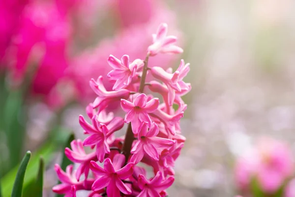 Giacinto Rosa Fiorisce Aiuola Sole Primavera Estate Bokeh Fiori Multicolori — Foto Stock