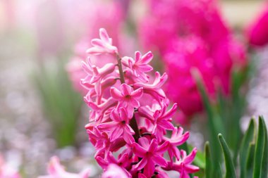 Pembe sümbül çiçek tarhında, gün ışığında. Bahar ya da yaz. Bokeh 'in renkli çiçekleri. Anneler Günü 'ne, Kadınlar Günü' ne ya da 8 Mart 'a, Paskalya' ya, Sevgililer Günü 'ne, düğüne ya da doğum gününe kartpostal.