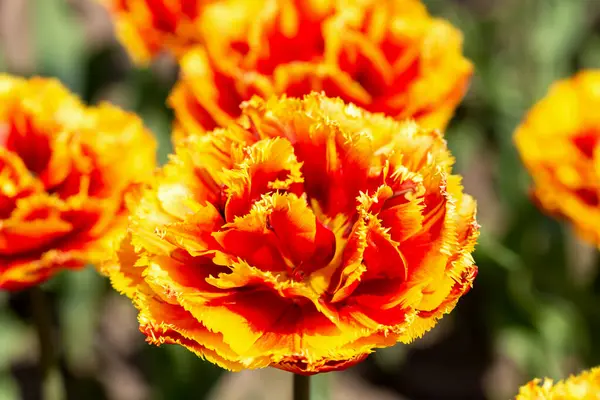 Duży Piękny Puszysty Żółty Tulipan Pomarańczowy Zbliżenie Wiosna Lato Piękno — Zdjęcie stockowe